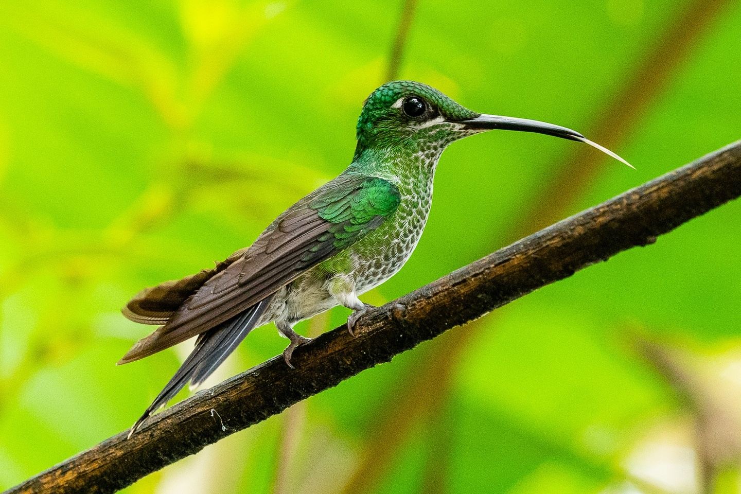 Ecuador: Birds of the Choco-Andean region - 10 days