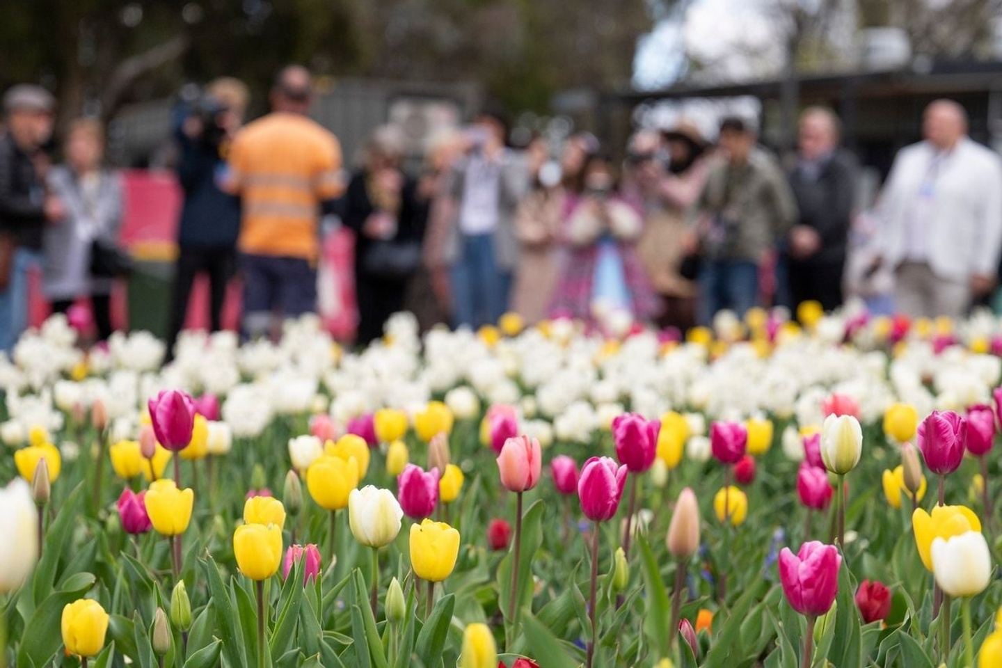 The Tulip Express Tour