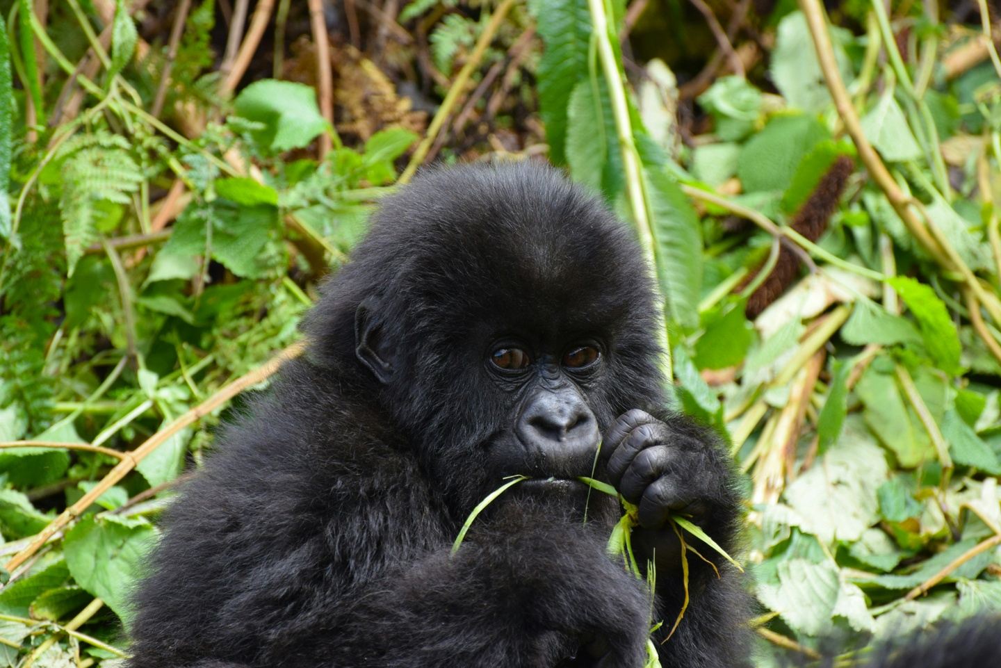 Uganda with Janet's Journeys