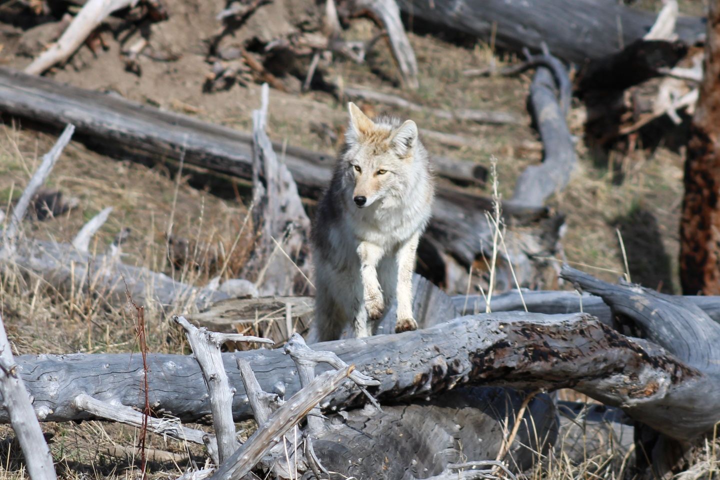 Yellowstone Upper Loop - Group Tour