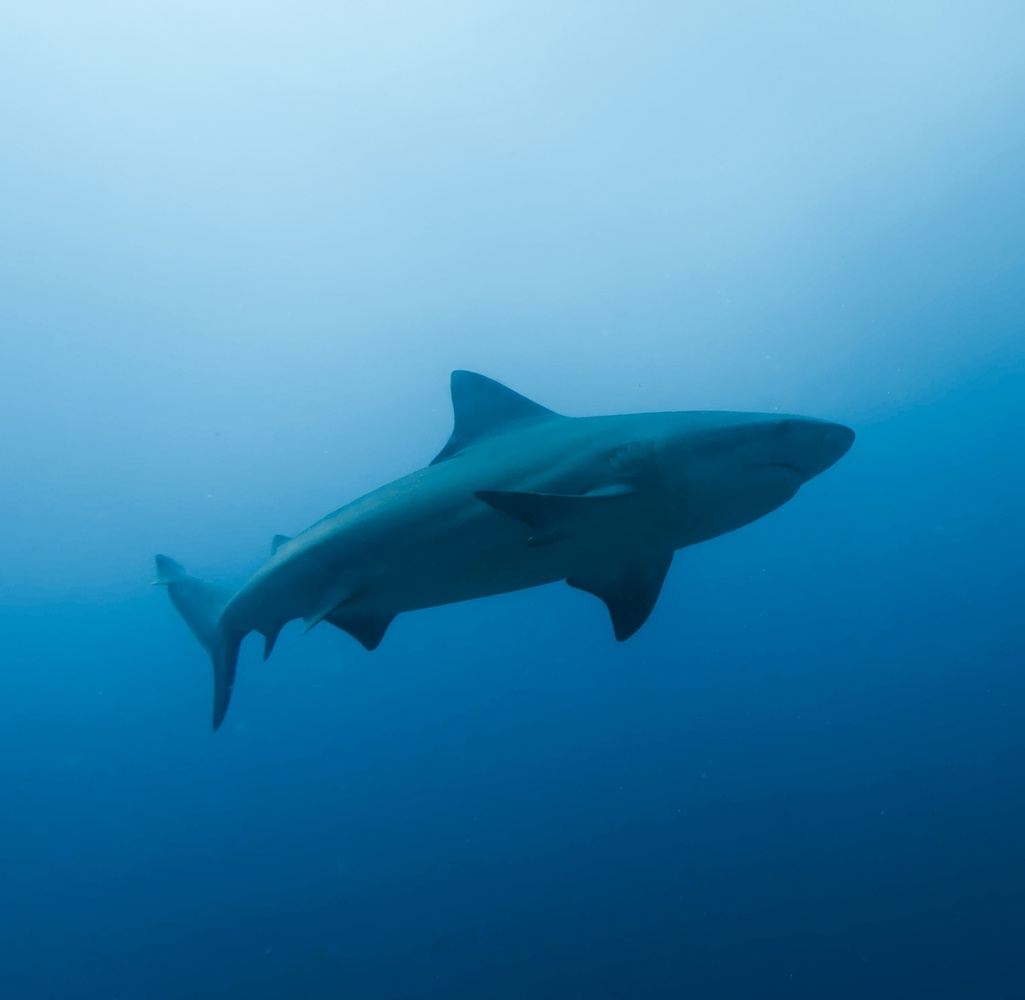 Bull shark Naturalist Murcielago Islands Expedition