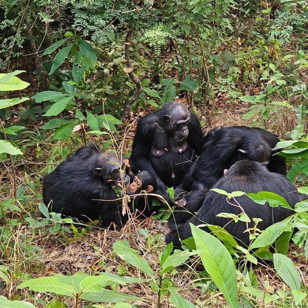 6 Days Kigoma, Gombe, Katavi & Sinda Island