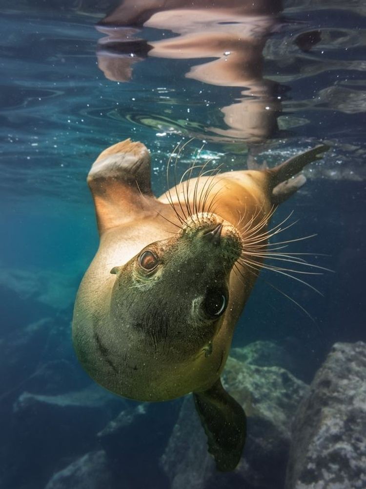 Galapagos Done Right!