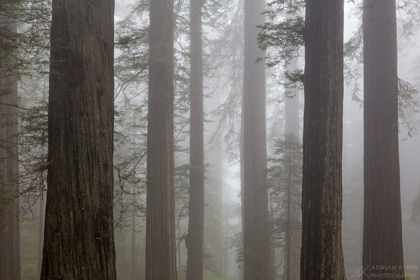 Redwood Forest and Coast #2