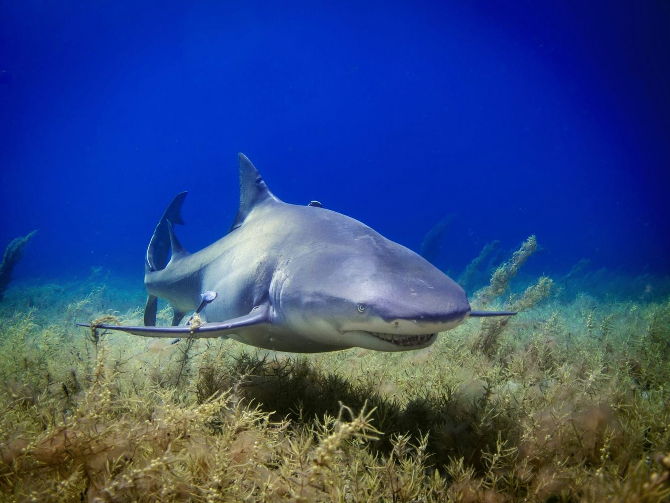 Bull shark diving at Bat Islands