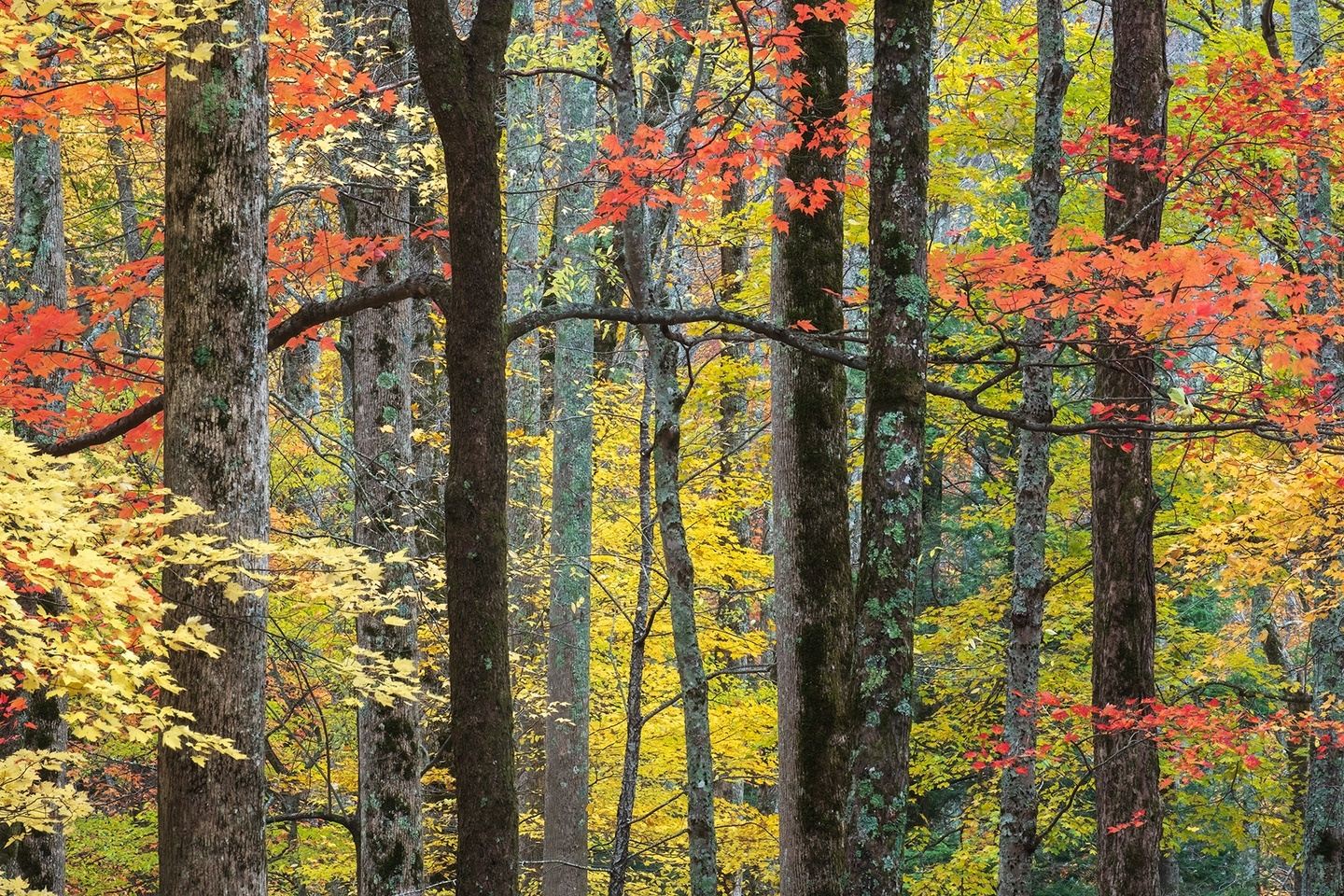 The Splendor of Fall in The Smoky Mountains