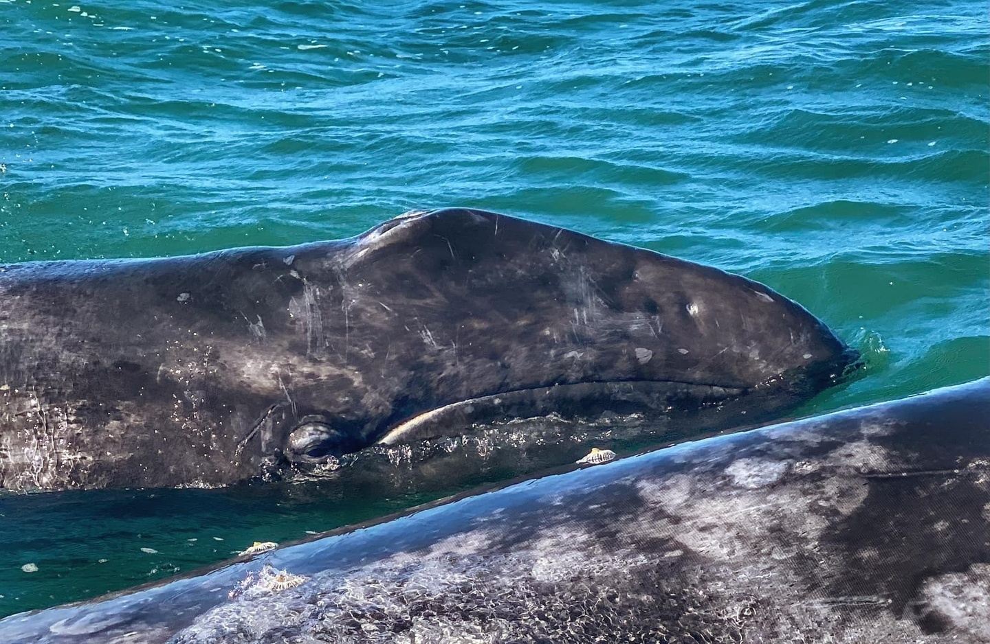 Eco Whale Tours 2027