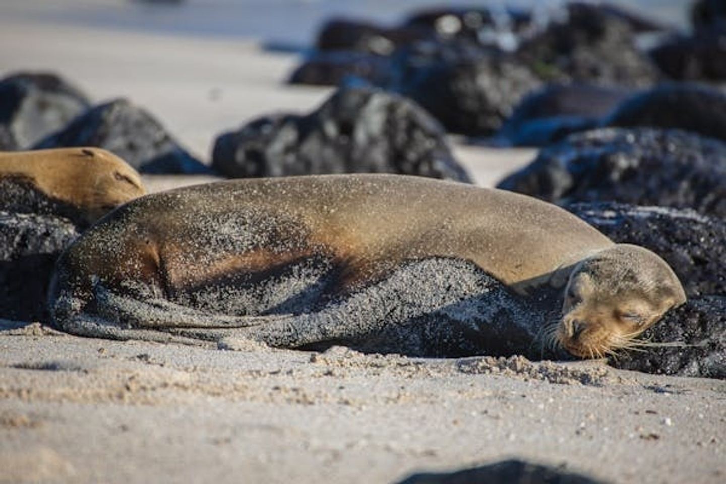 Galapagos - Santa Cruz Island 4 days 3 nights