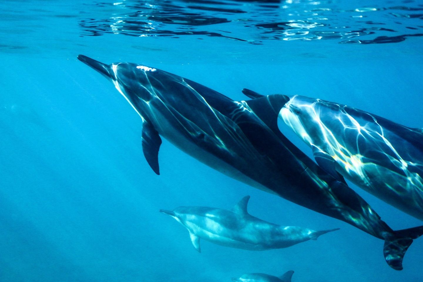 Ocean Safari