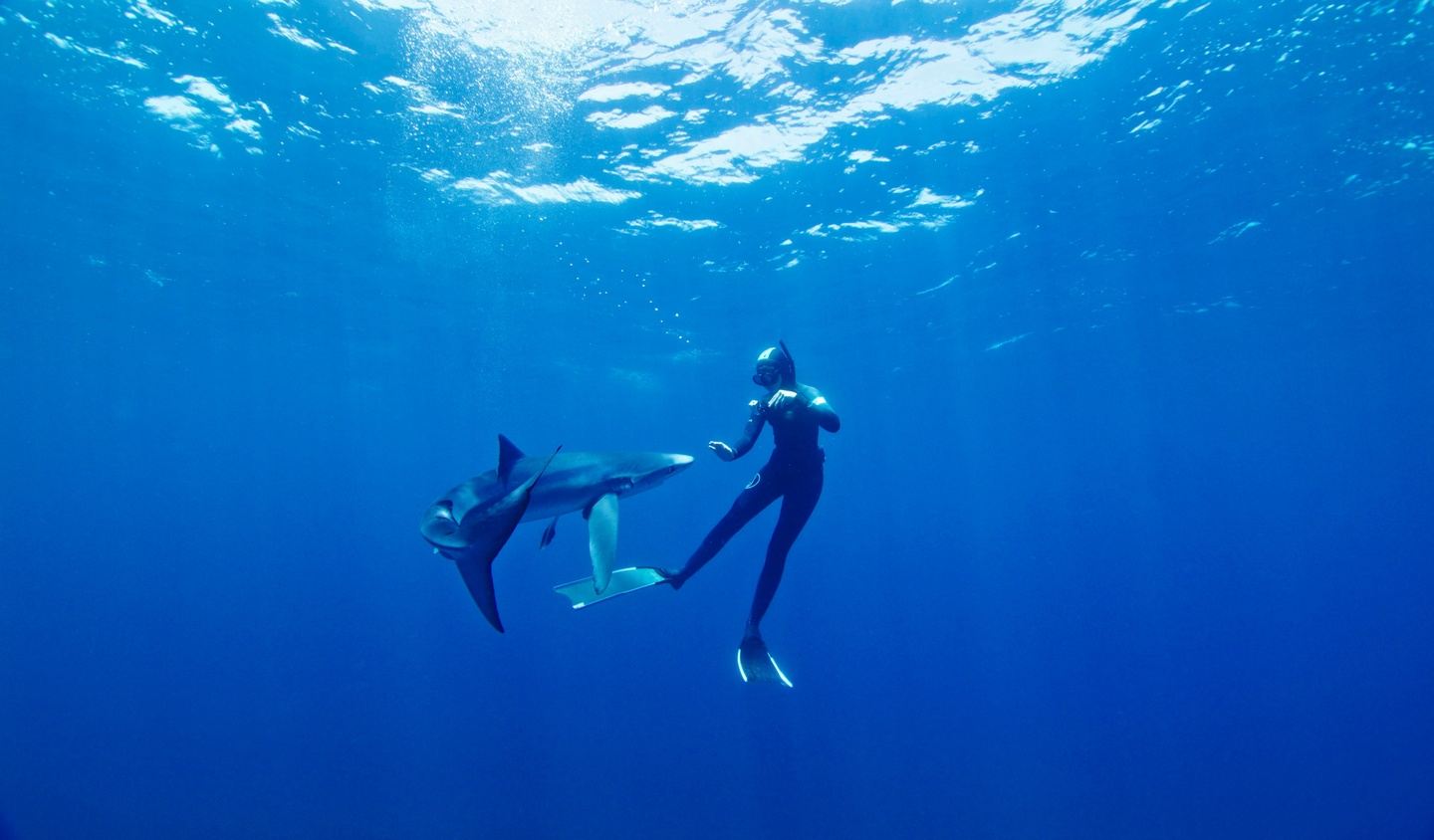San Diego: Blue and Mako Shark Expedition