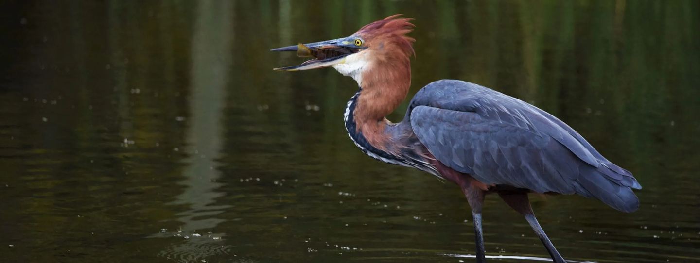Greater Durban Birding Day Tour