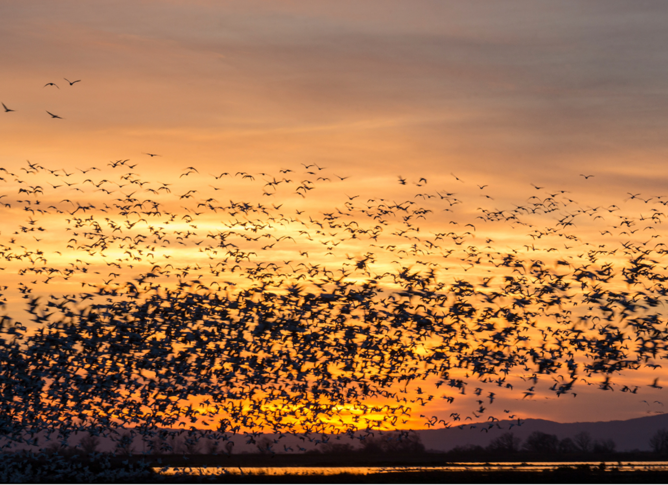 Central California Winter Birding | Morro Bay Bird Festival Ext. 2027