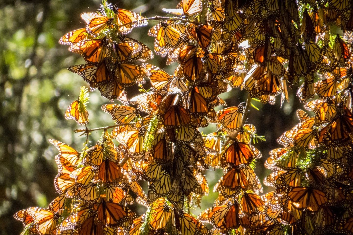 Magical Mexico with Denver Botanic Gardens