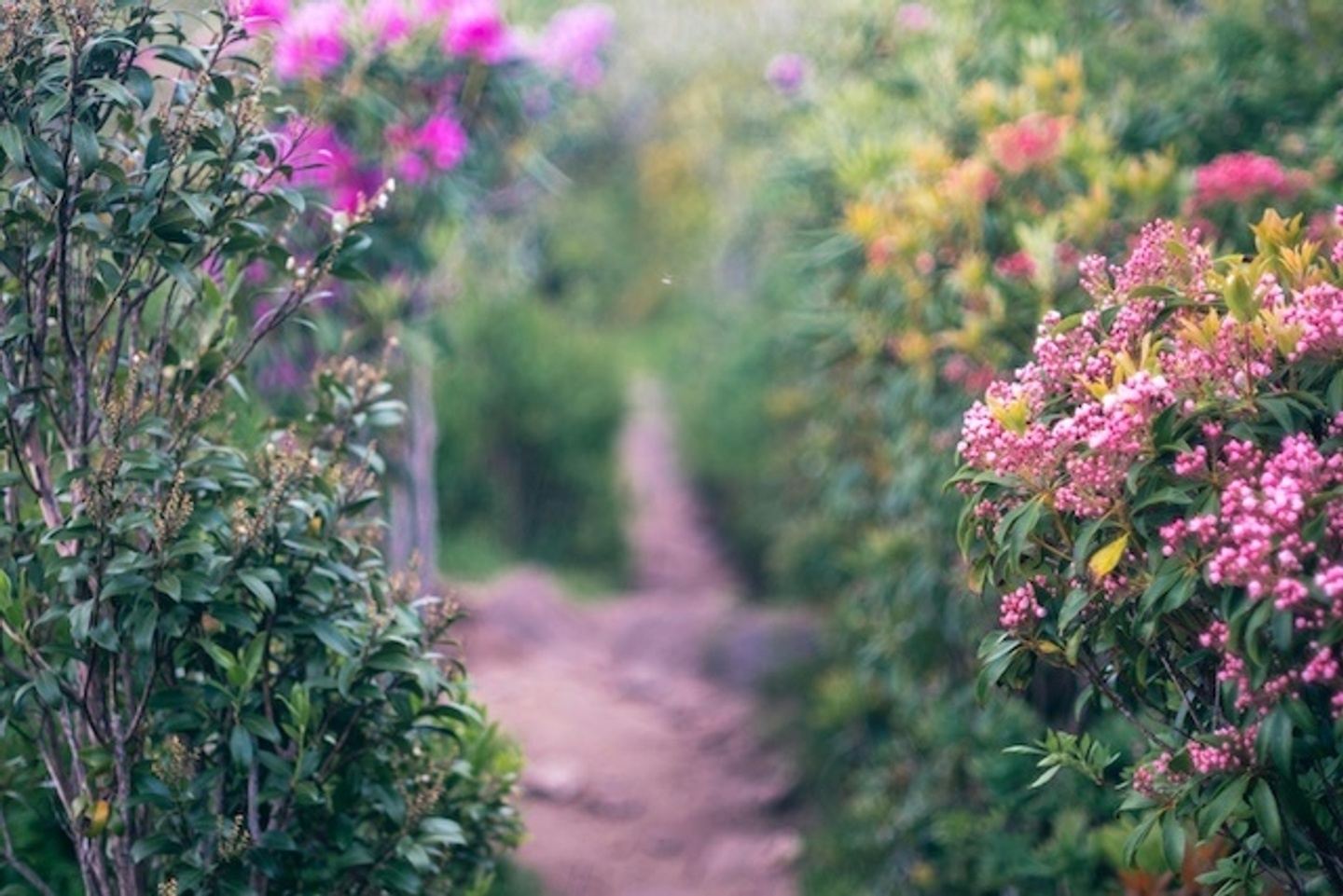 4 Day Nature & Bliss Retreat in Western North Carolina