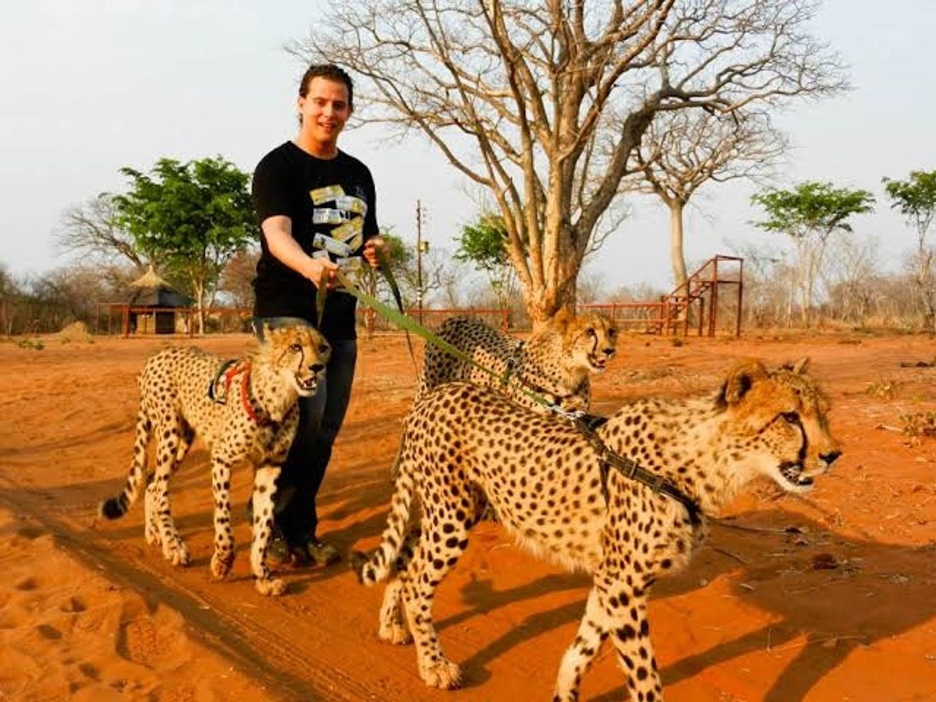 Cheetah Walk Safari