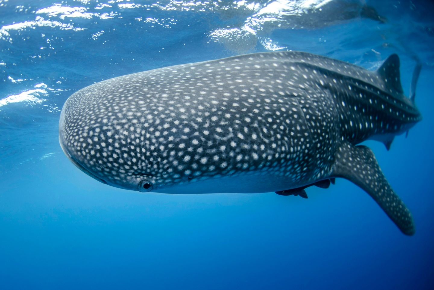 Whale Shark Tour Full Trip