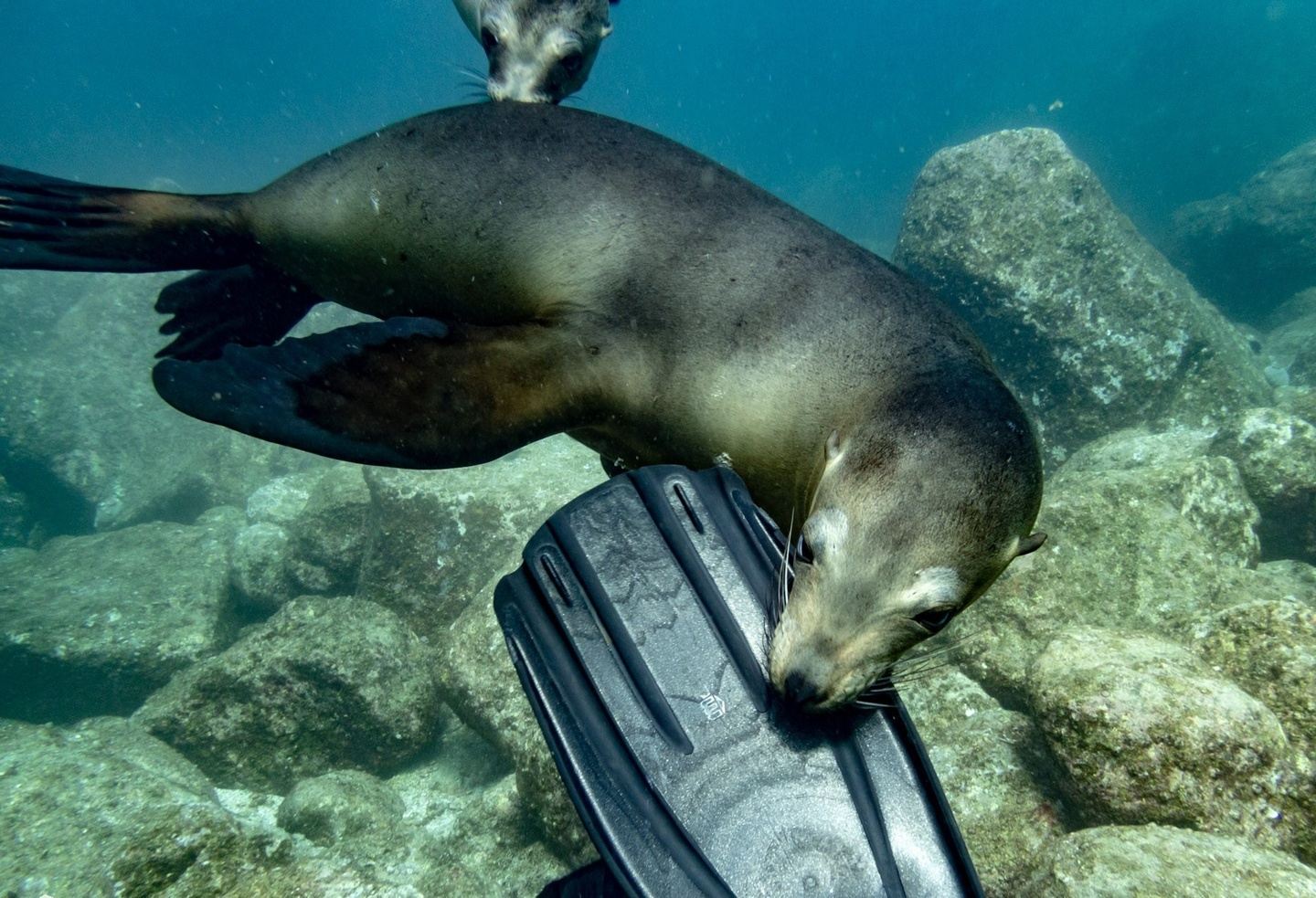 Diving - La Paz