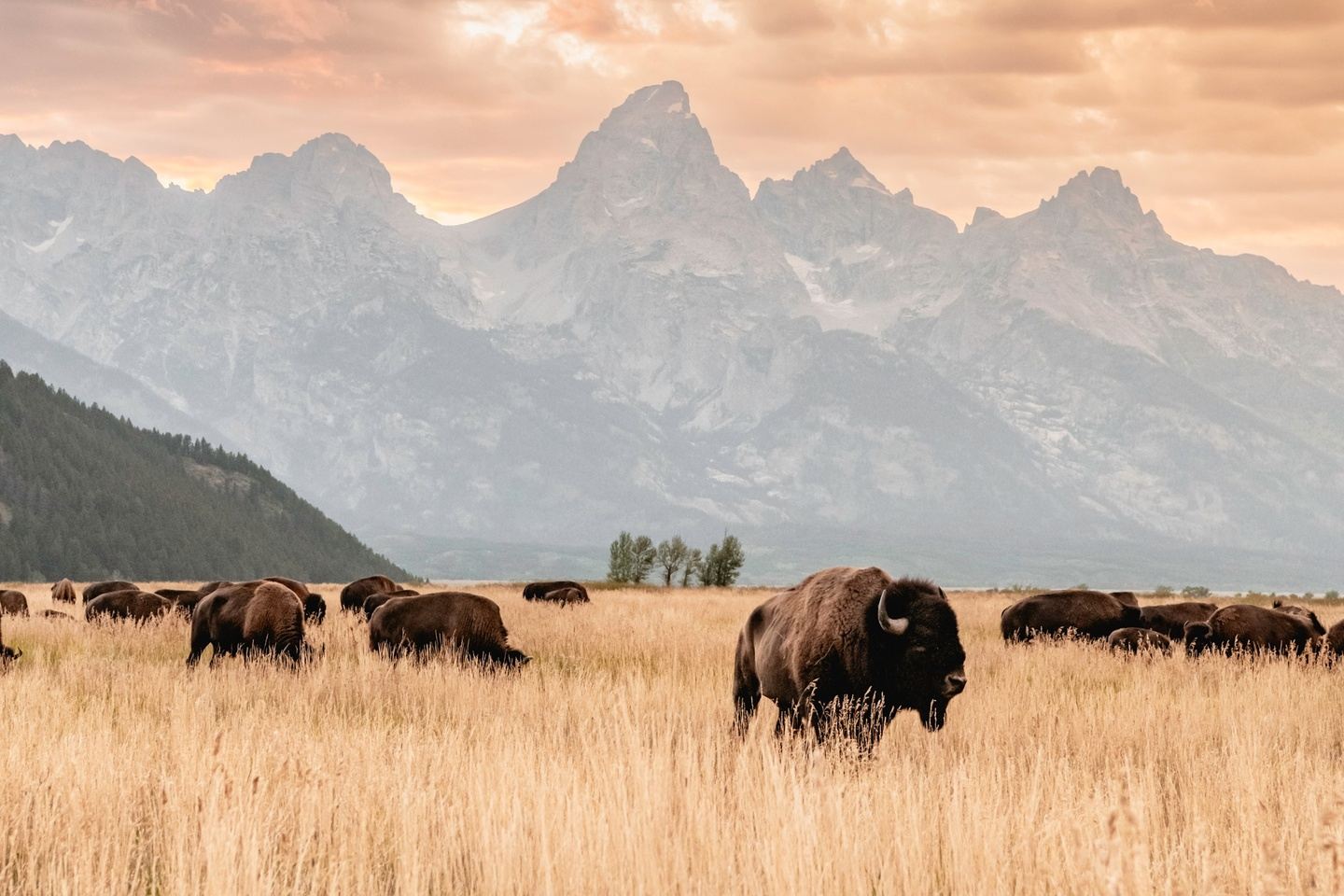 Grand Teton National Park Wildlife Safari