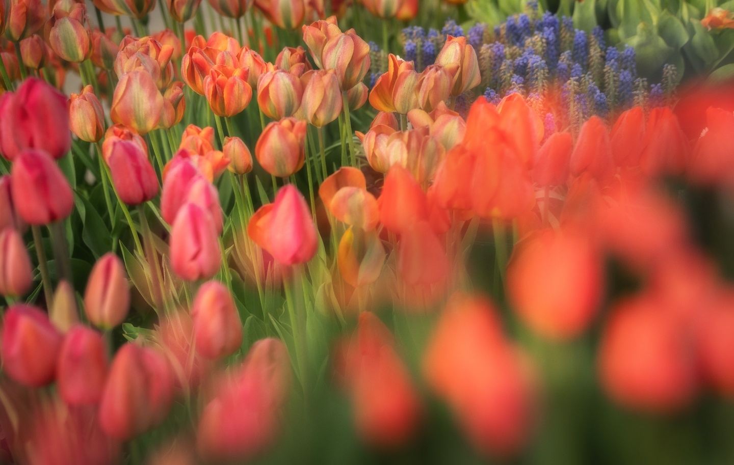 Into the Tulips We Go - 1st Date