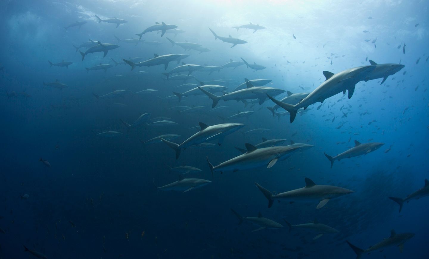 Socorro Islands (Revillagigedo Archipelago) A 2027