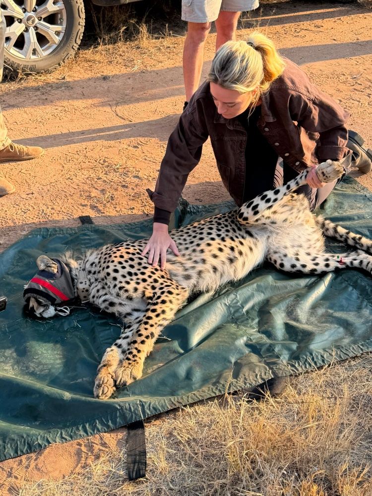 Mixed Veterinary Course South Africa - 2 weeks