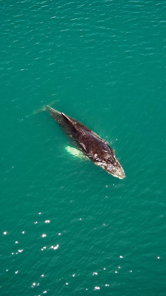 Whale and fishing tour from Golfito-Scot