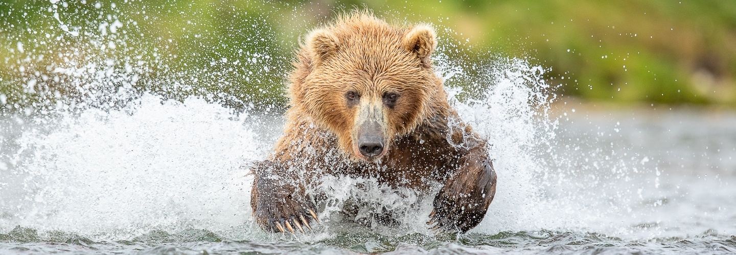 Alaska Grizzly Bear Photo Safari 2026 - Camp-based