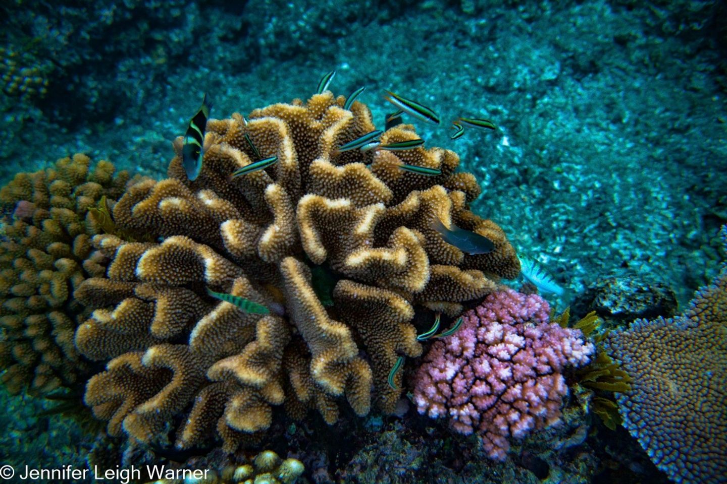 Great Barrier Reef and Beyond