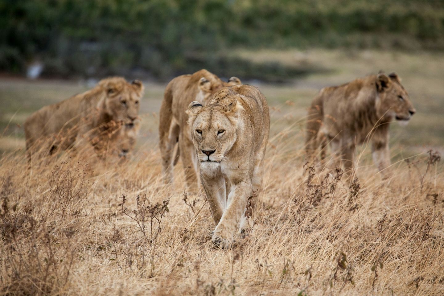 A 7-Day Northern Tanzania Safari Tour Package