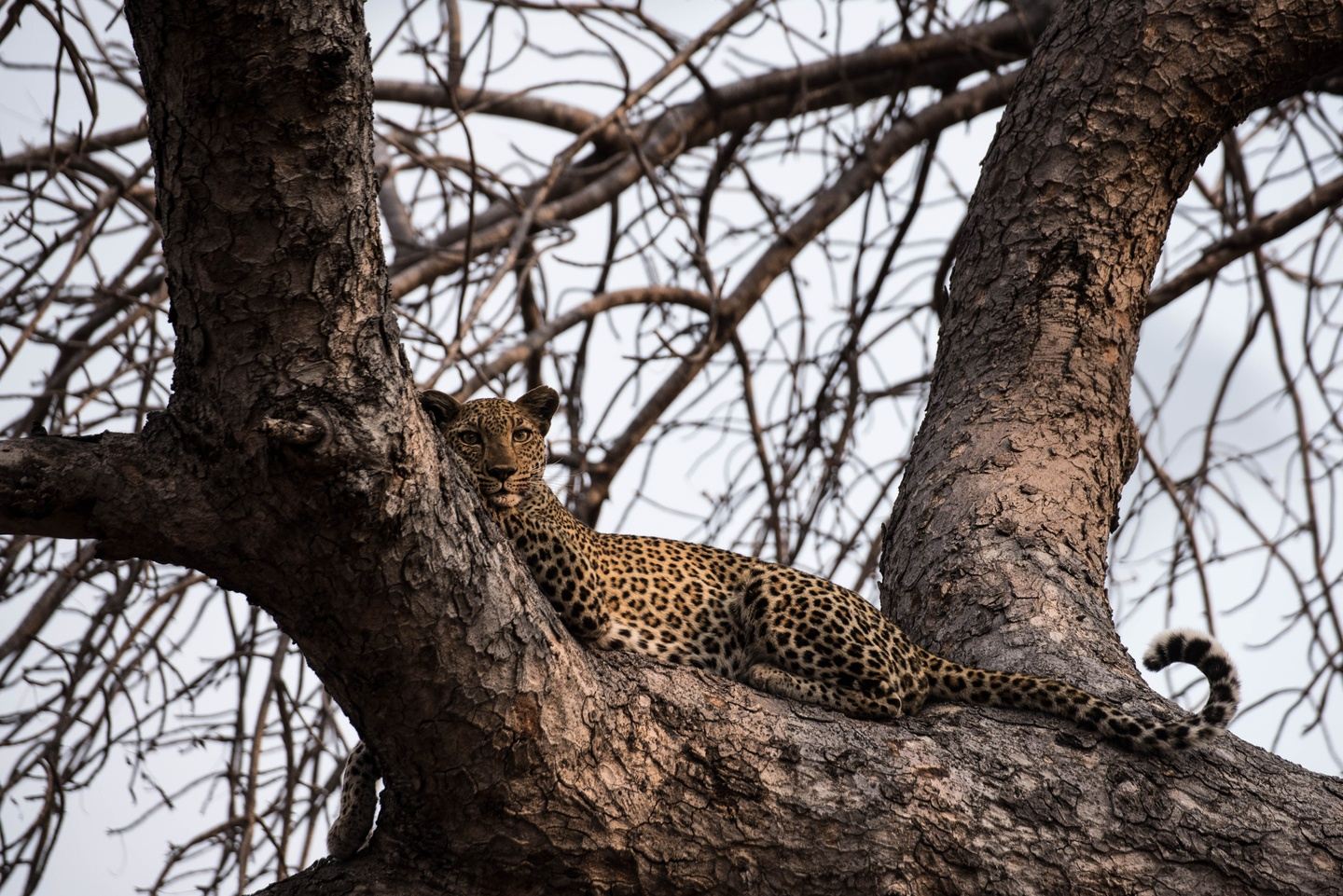 The Best of Zambia - 14 June - Premium Lodging