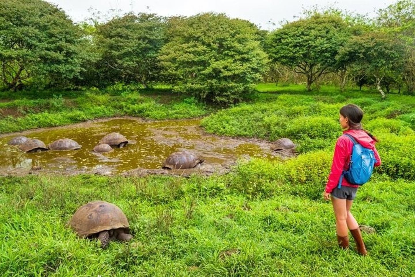 Rancho El Chato: Giant Tortoise Reserve & Lava Tunnels Experience x2p