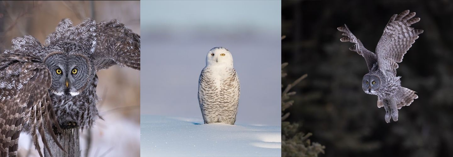 Alberta Owls Workshop