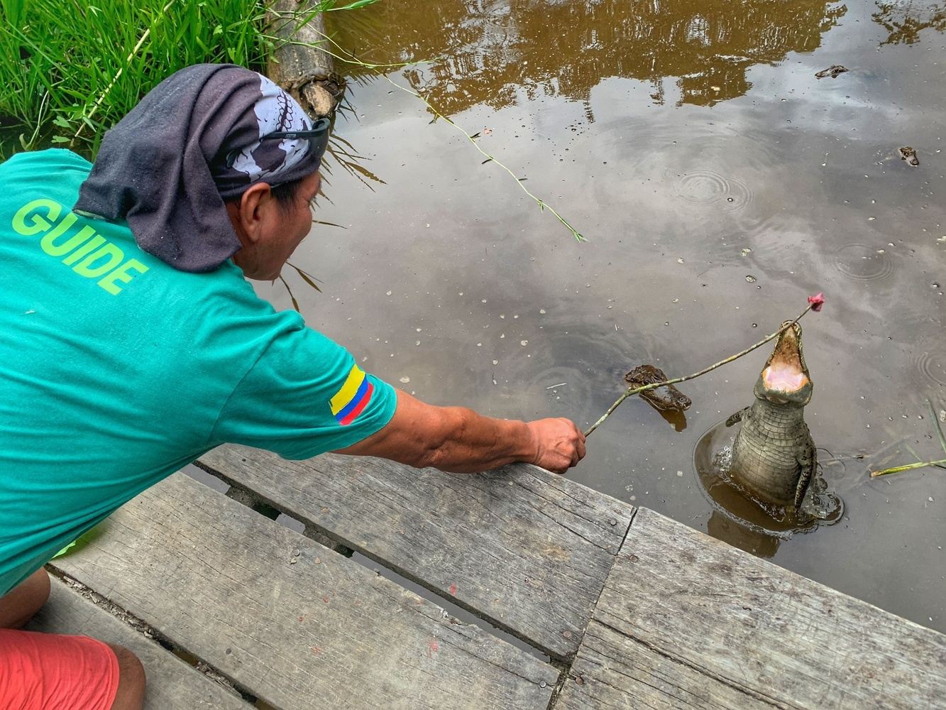 Caiman Tour 1 day - 2025