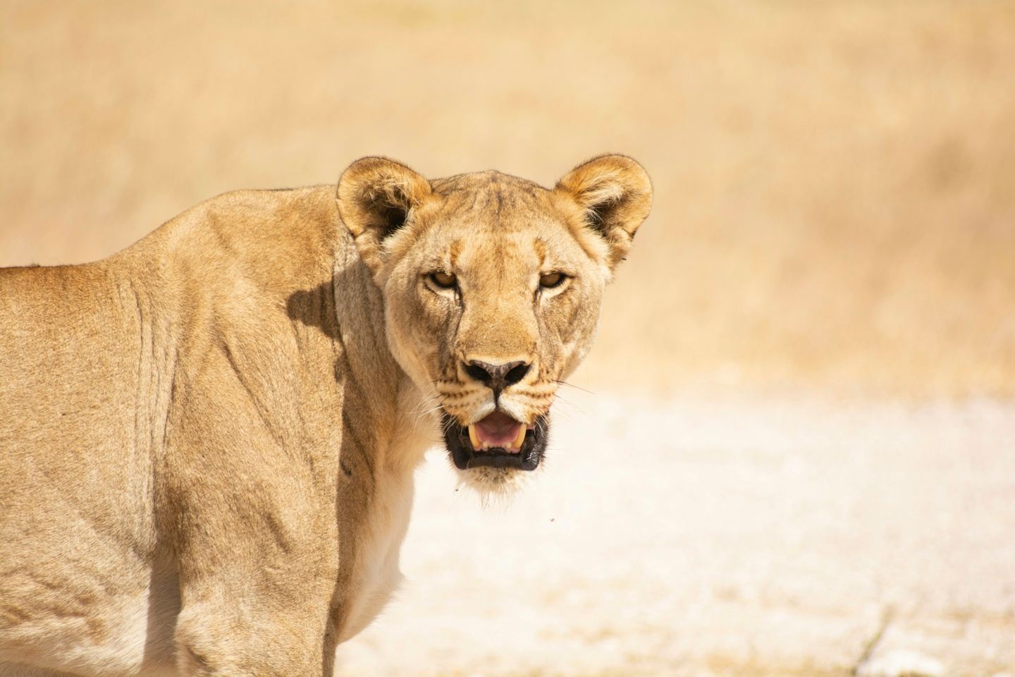 Wild Stillness: Wellness and Conservation under the Namibian Sky