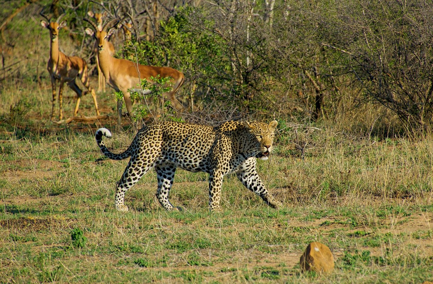5 Days South Africa Safari