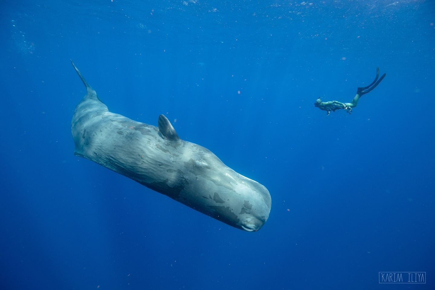 Swim with Sperm Whales, June 25th - July 1st (5 swim days / 6 nights)