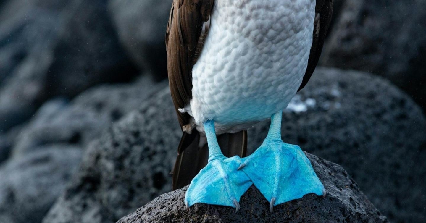 Galápagos: A Luxury Vegan Adventure (II) (2026)