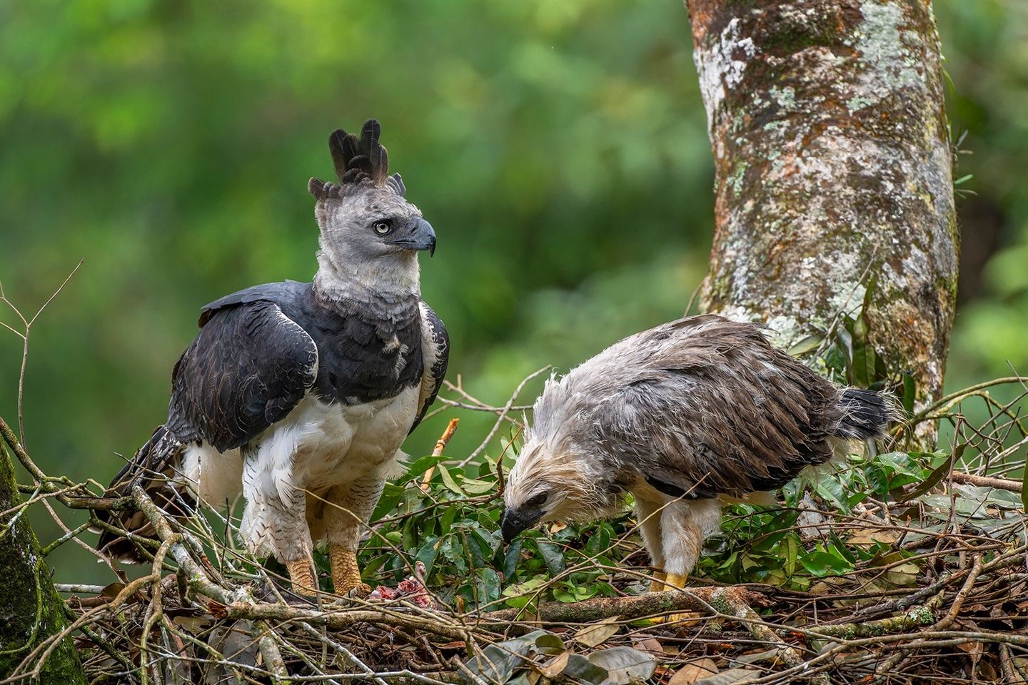 Harpy Eagle Photo Tour