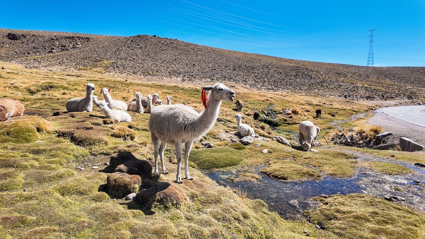 Food & Culture In Peru!