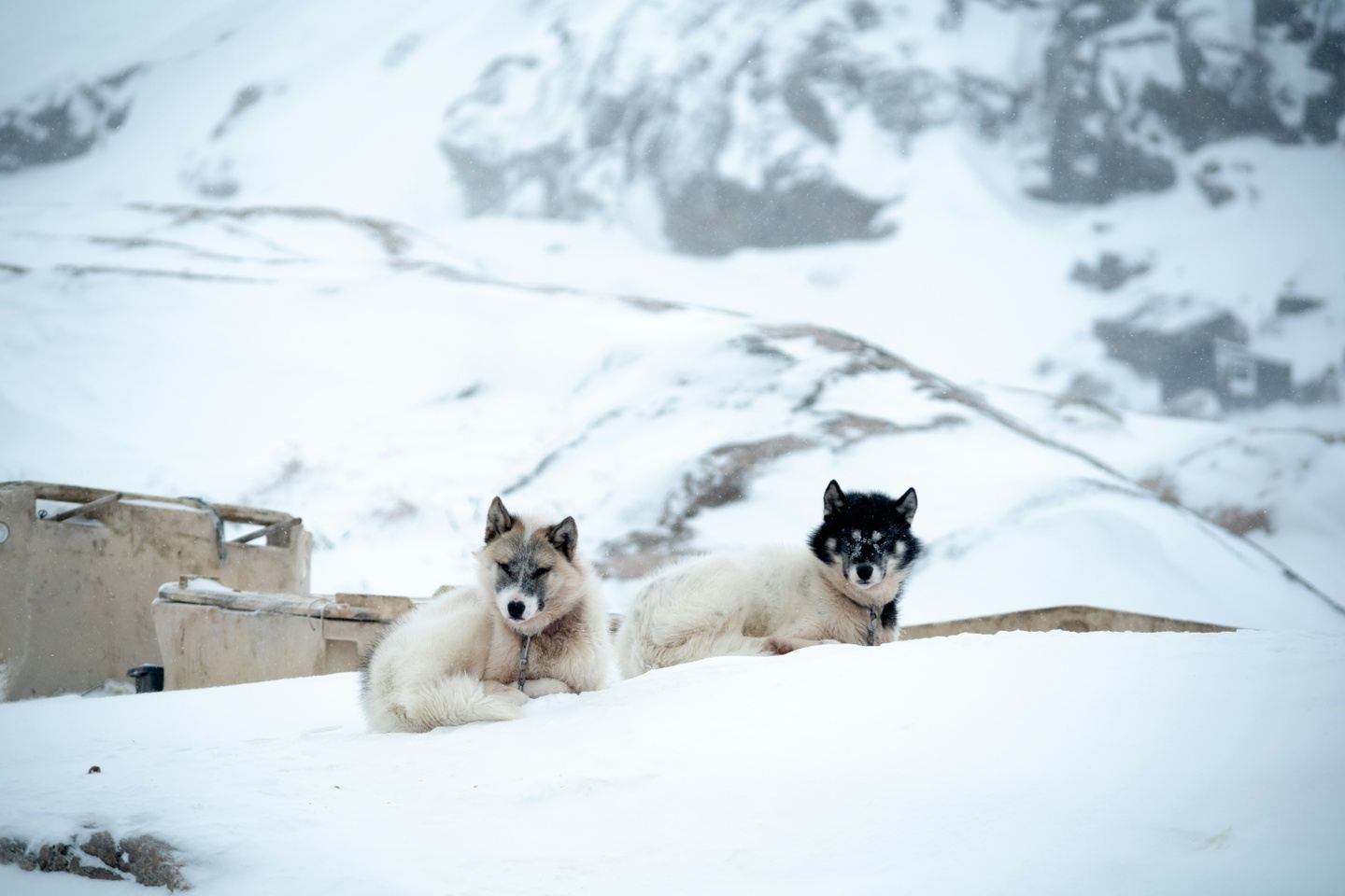 Vinter i Grønland