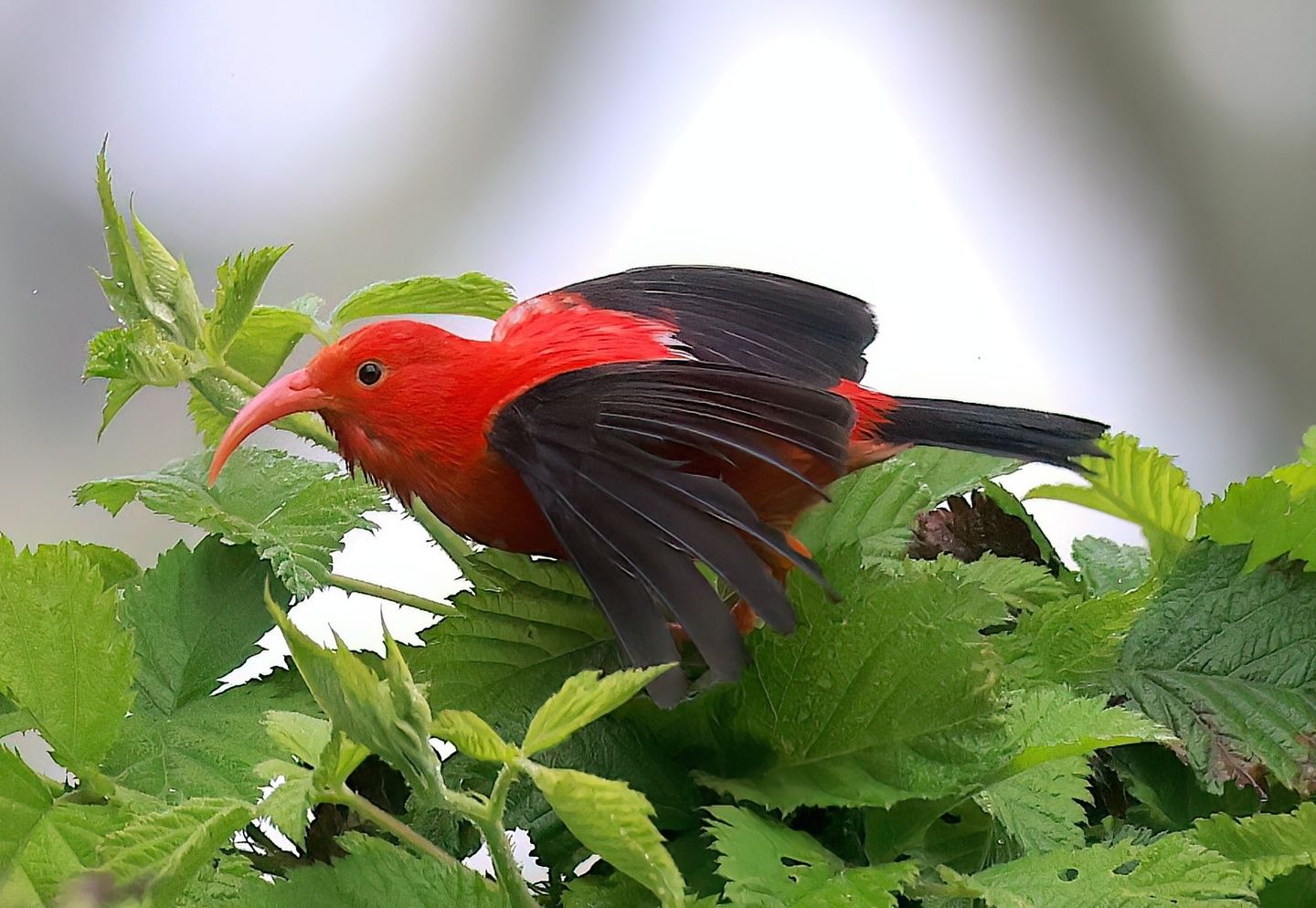 Birding Hawaii: Exploring Hawaii's Parks: January 2026