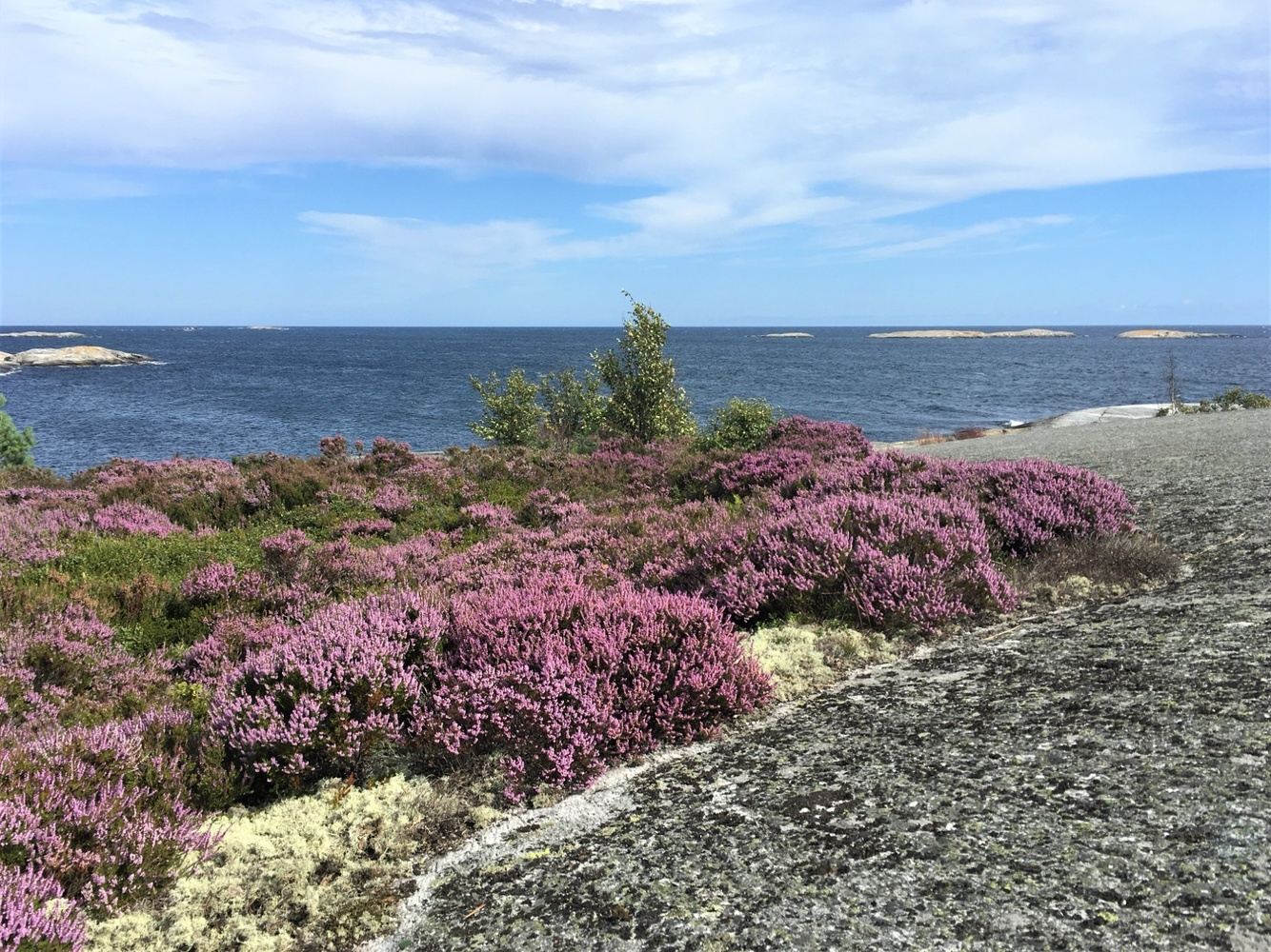 South Island Hopping - summer (Huvudskär)