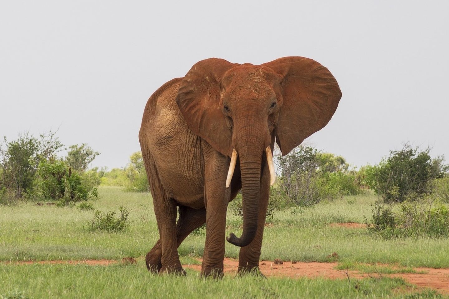 Full-Day Private Tour of Tsavo East National Park from Mombasa or Dian