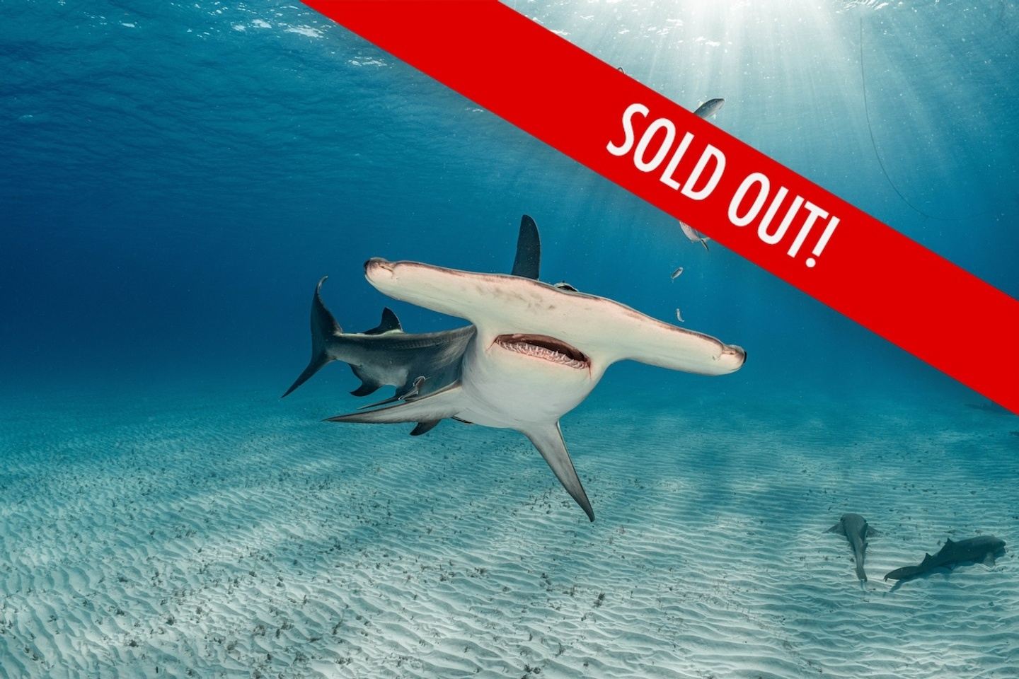 Bahamas Liveaboard shark experience Jan 28-February 7 2027