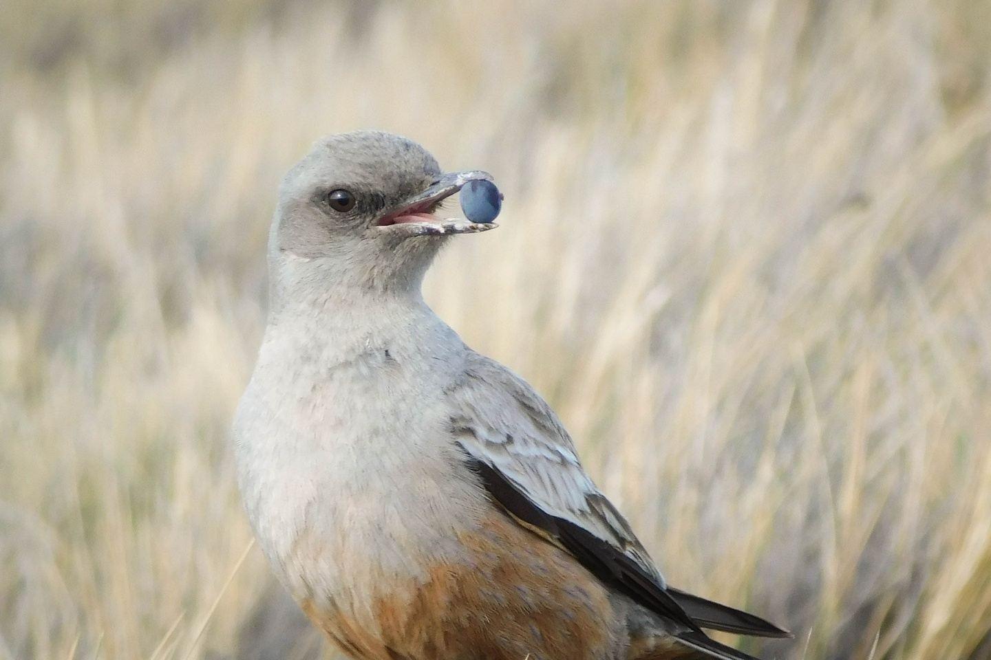 Birding in Rio Gallegos, Patagonia: half-day tour