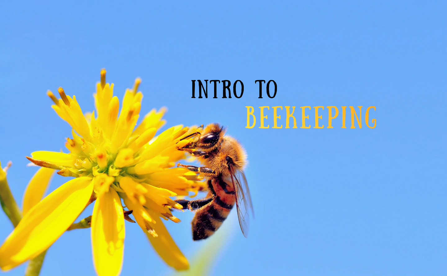 Intro to Beekeeping Homeschool Program