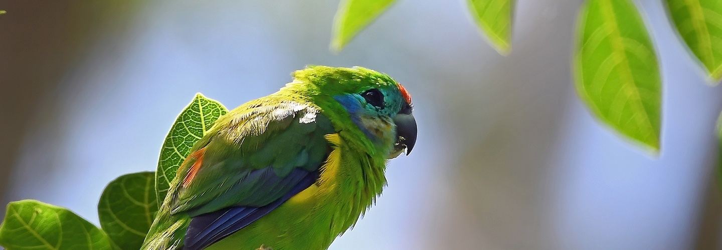 Australia: Unique Birdlife, Ancient Wisdom & Exquisite Vintages (2026)