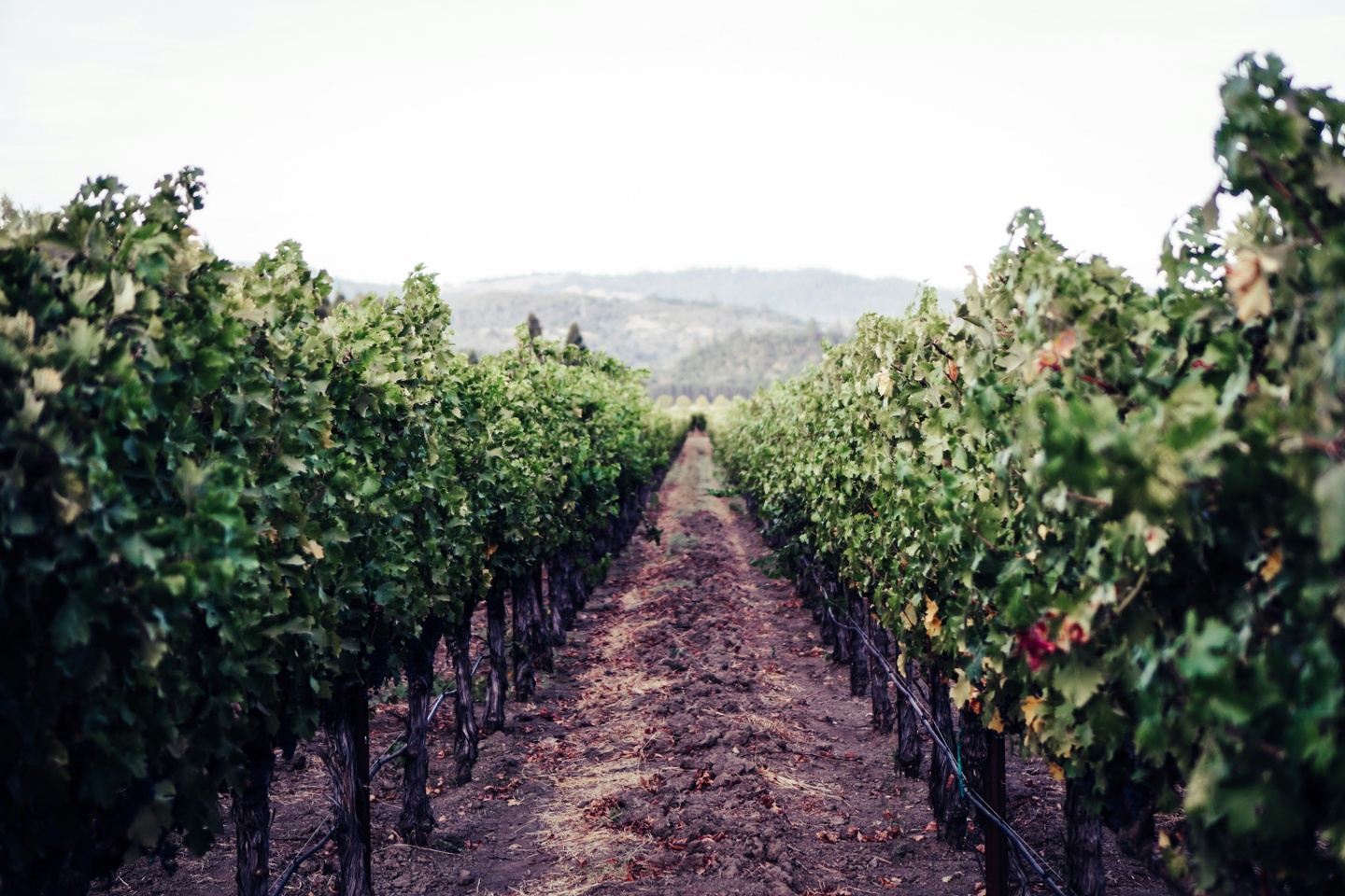 Sips With Soul Napa Weekend