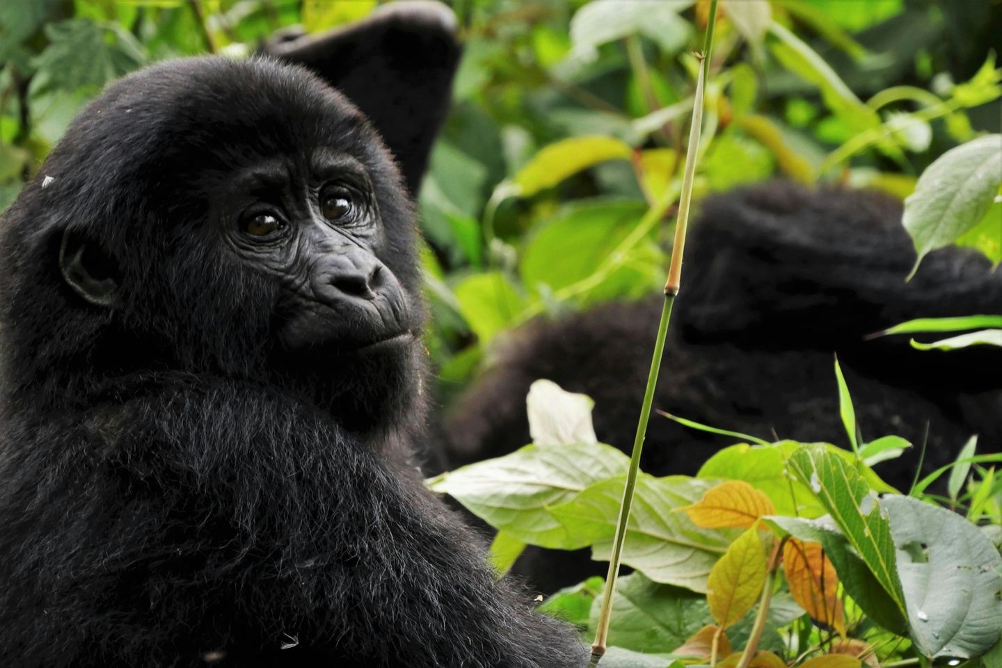 THE GREAT EAST AFRICAN CIRCUIT: From Gorillas to the Coast!