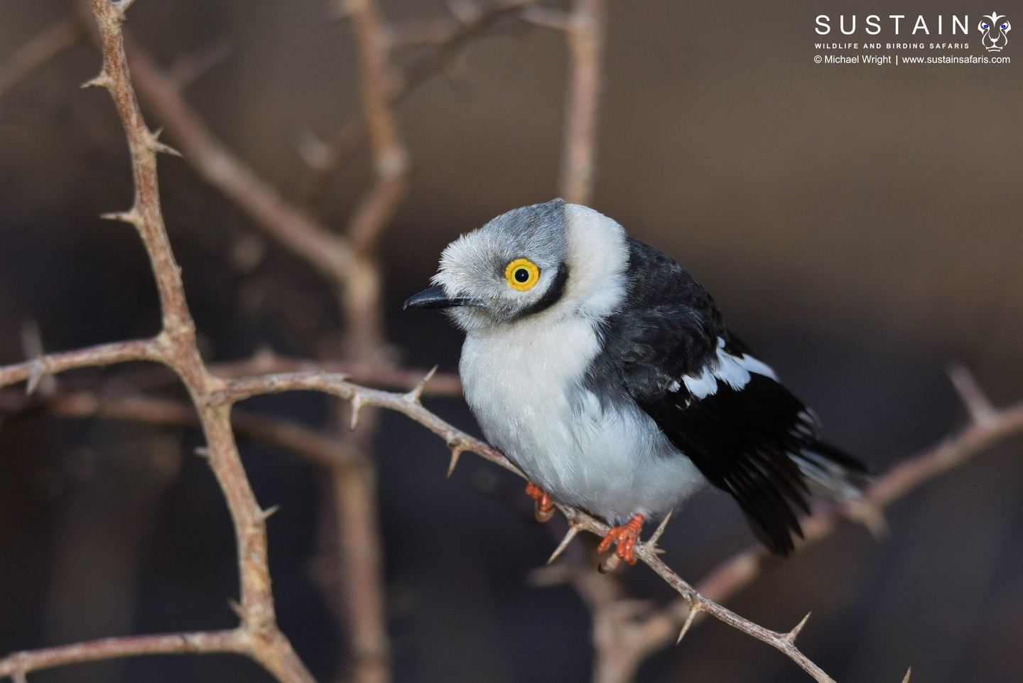 KwaZulu-Natal 5-Day Zululand Bird Tour